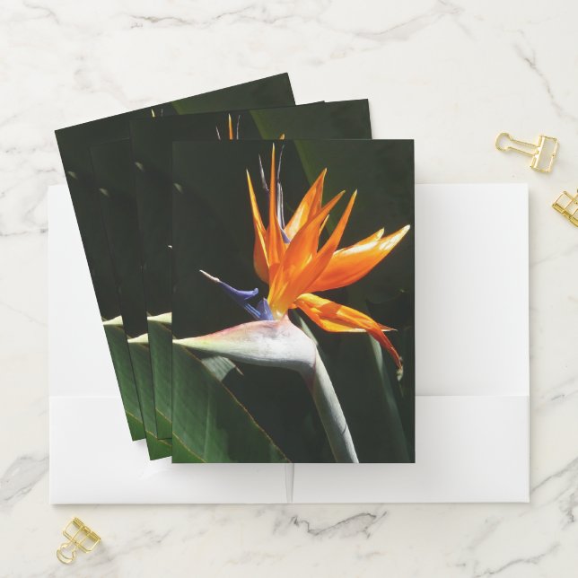 Bird of Paradise Orange Tropical Flower Pocket Folder (In Situ)