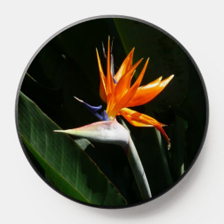 Bird of Paradise Orange Tropical Flower PopSocket