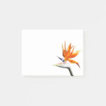 Bird of Paradise Orange Tropical Flower Post-it Notes
