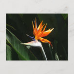 Bird of Paradise Orange Tropical Flower Postcard