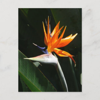 Bird of Paradise Orange Tropical Flower Postcard