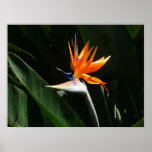 Bird of Paradise Orange Tropical Flower Poster