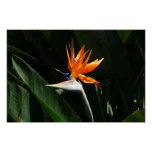 Bird of Paradise Orange Tropical Flower Poster