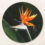 Bird of Paradise Orange Tropical Flower Round Paper Coaster