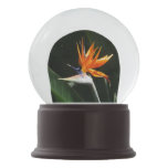 Bird of Paradise Orange Tropical Flower Snow Globe