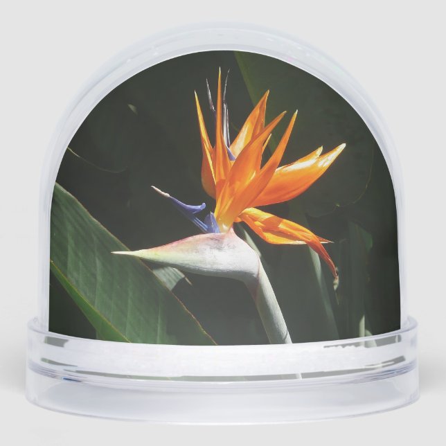 Bird of Paradise Orange Tropical Flower Snow Globe (Front)