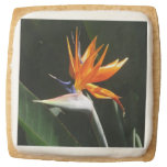 Bird of Paradise Orange Tropical Flower Square Shortbread Cookie