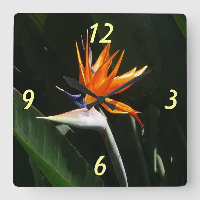 Bird of Paradise Orange Tropical Flower Square Wall Clock (Front)