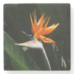 Bird of Paradise Orange Tropical Flower Stone Coaster