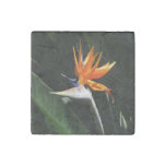 Bird of Paradise Orange Tropical Flower Stone Magnet