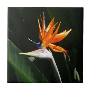 Bird of Paradise Orange Tropical Flower Tile