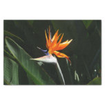 Bird of Paradise Orange Tropical Flower Tissue Paper