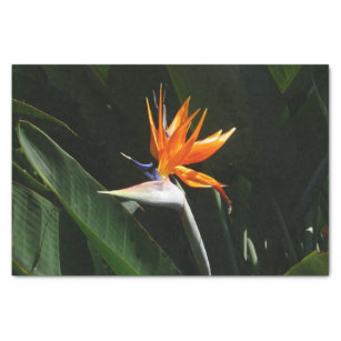 Bird of Paradise Orange Tropical Flower Tissue Paper