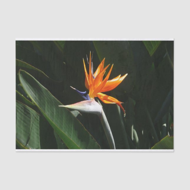 Bird of Paradise Orange Tropical Flower Tissue Paper (Front)