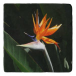 Bird of Paradise Orange Tropical Flower Trivet