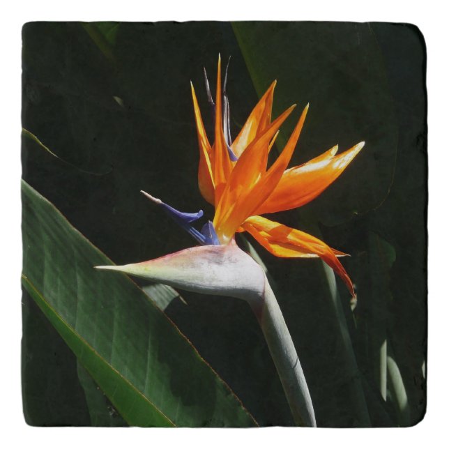 Bird of Paradise Orange Tropical Flower Trivet (Front)