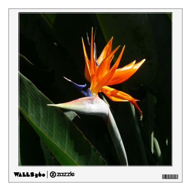 Bird of Paradise Orange Tropical Flower Wall Sticker (Front)