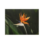 Bird of Paradise Orange Tropical Flower Wood Poster