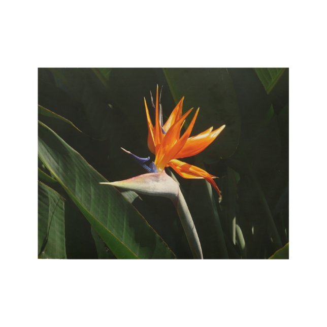 Bird of Paradise Orange Tropical Flower Wood Poster (Front)