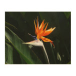 Bird of Paradise Orange Tropical Flower Wood Print