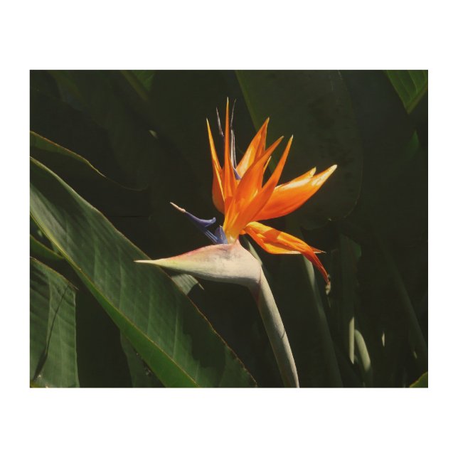 Bird of Paradise Orange Tropical Flower Wood Wall Art (Front)