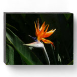 Bird of Paradise Orange Tropical Flower Wooden Box Sign