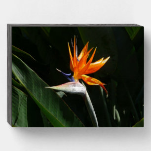 Bird of Paradise Orange Tropical Flower Wooden Box Sign