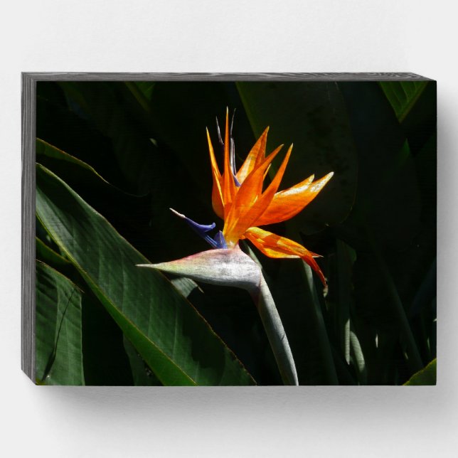 Bird of Paradise Orange Tropical Flower Wooden Box Sign (Front Horizontal)