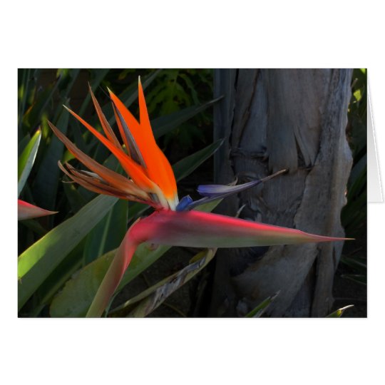 Bird of Paradise Photo Card
