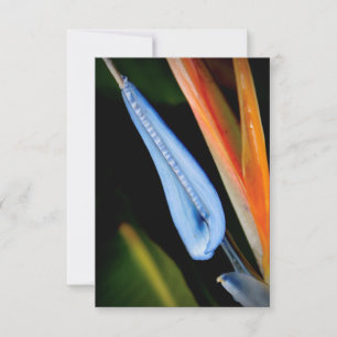 Bird of Paradise Photo Thank You Card