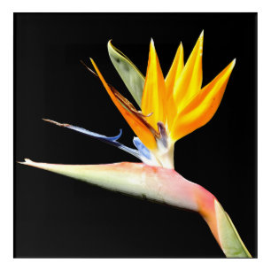 Bird of Paradise Plant Acrylic Wall Art