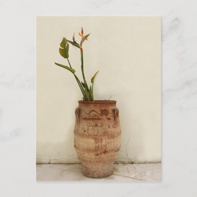 Bird of Paradise Plant Postcard (Front)
