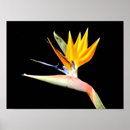 Bird of Paradise Plant Poster