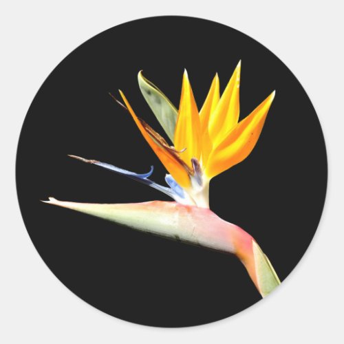 Bird of Paradise Plant Stickers