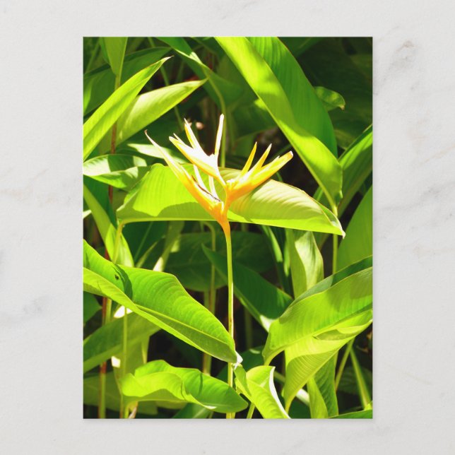 Bird of Paradise Postcard (Front)