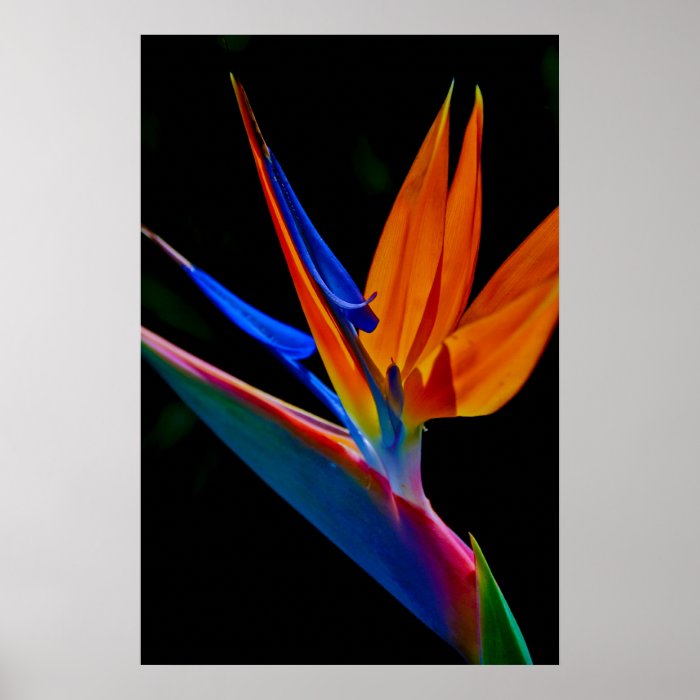 Bird of Paradise Poster