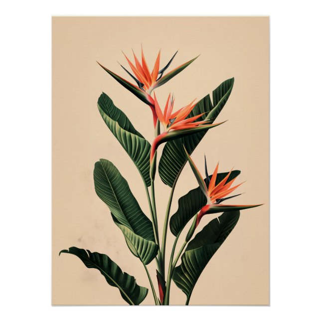 Bird of Paradise Poster (Front)