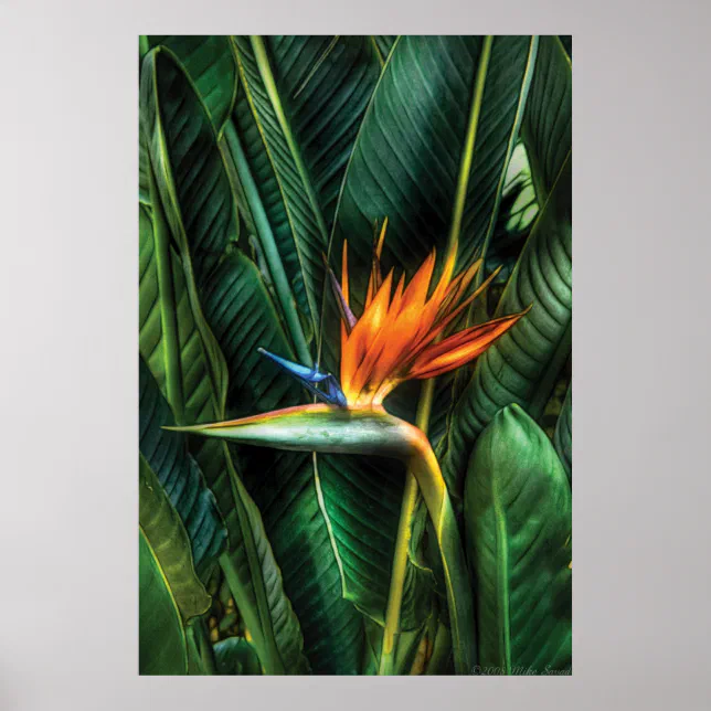 Bird of paradise poster | Zazzle