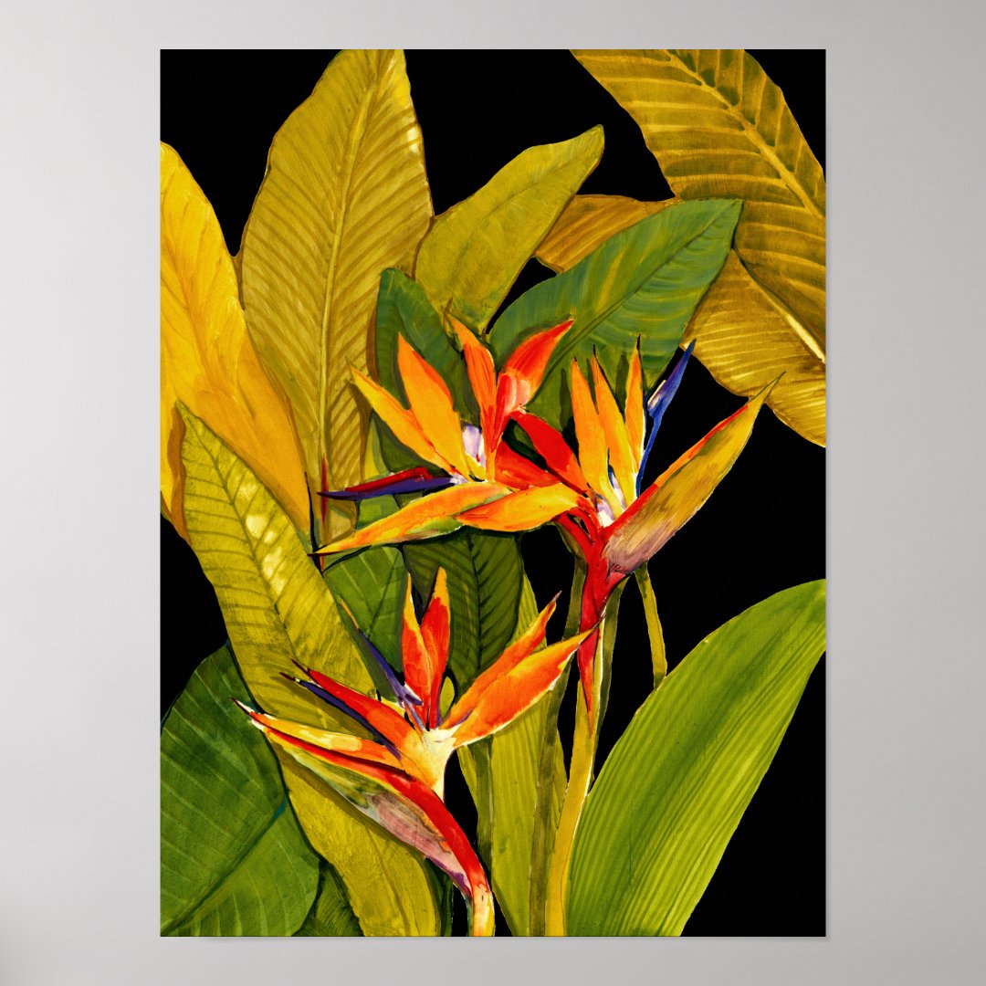 Bird of Paradise Poster | Zazzle