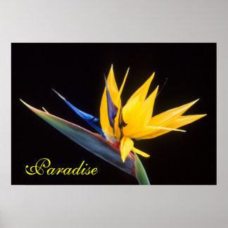 Bird of Paradise Poster