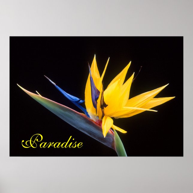 Bird of Paradise Poster (Front)