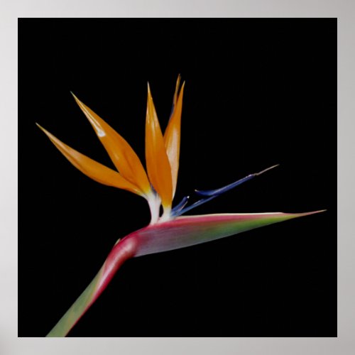 Bird of Paradise Poster