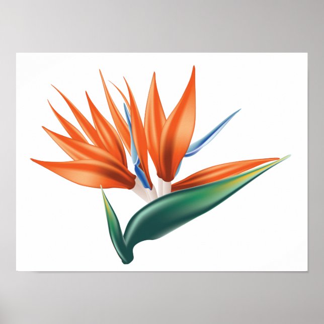 Bird of paradise, strelitzia exotic flower poster (Front)