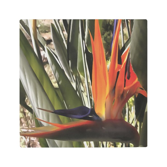 Bird of Paradise Strelitzia Reginae Acrylic Painti Metal Print (Front)