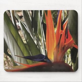 Bird of Paradise Strelitzia Reginae Acrylic Painti Mouse Pad