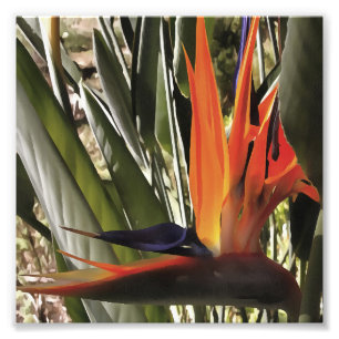 Bird of Paradise Strelitzia Reginae Acrylic Painti Photo Print
