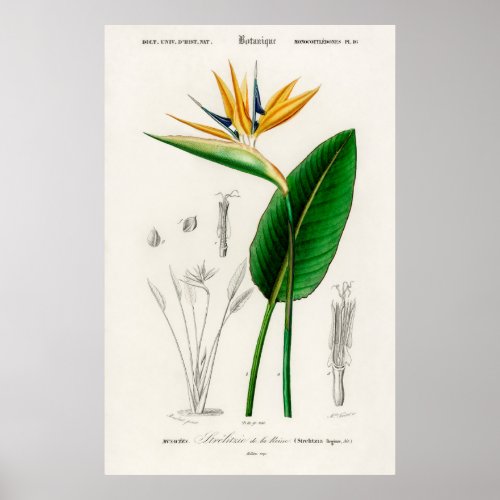 Bird of paradise Strelitzia Reginae illustrated  Poster