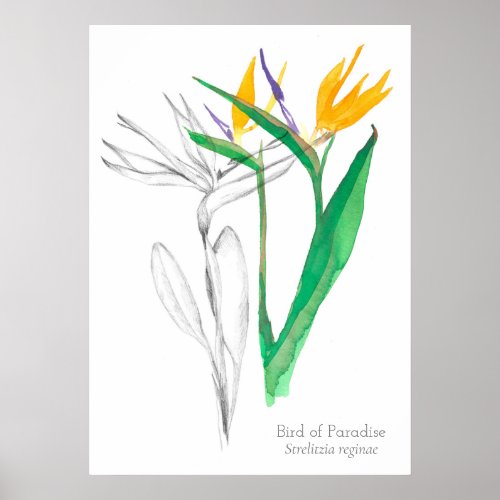 Bird of Paradise Tropical Botanical Flower Poster