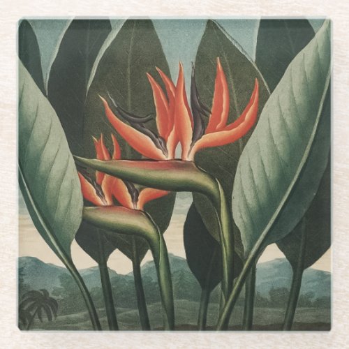 Bird of Paradise Vintage Botanical Temple of Flora Glass Coaster