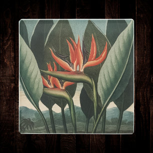 Bird of Paradise Vintage Botanical Temple of Flora Glass Coaster